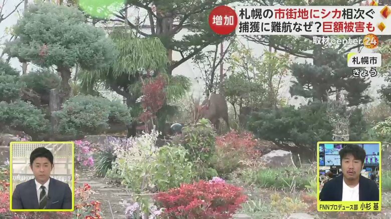 札幌市の市街地に出没したシカ。二次被害を防ぐため、捕獲が難航しているという（25日）