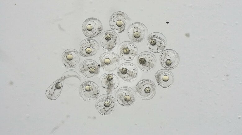 提供：近畿大学