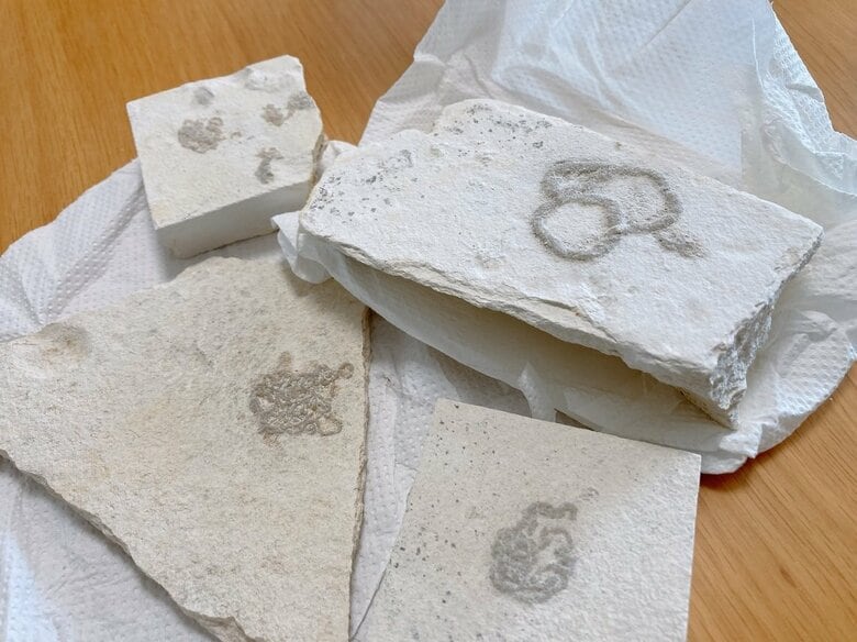 こちらが「アンモナイトのうんち（と言われている）化石」だそう