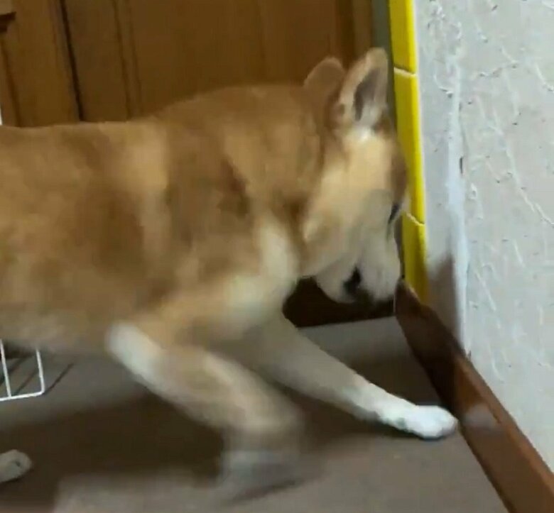 雷におびえて床を掘り掘りするあんずちゃん（投稿動画とは別の日の様子）