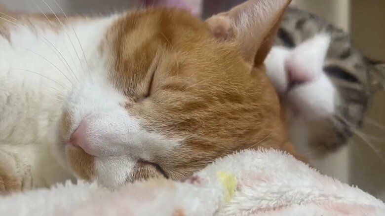 つくしくんからしてくれることもある