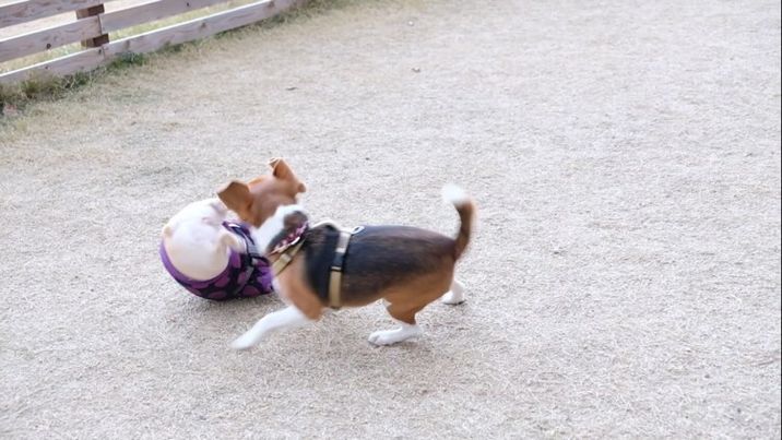 提供：むぎさん