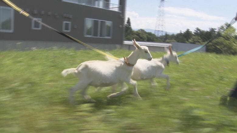 岡谷市「今井商工」の新たな仲間　双子のヤギ「にいに」と「めえめ」