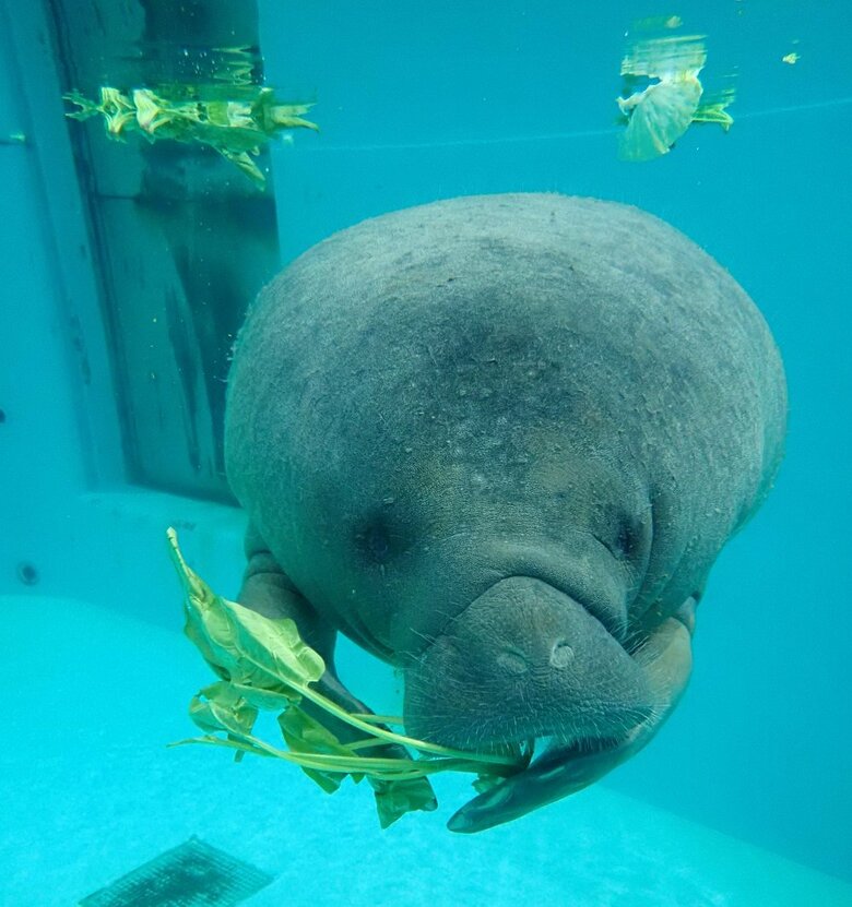 ホウレンソウを食べるキュウ（提供：国営沖縄記念公園（海洋博公園）・沖縄美ら海水族館）