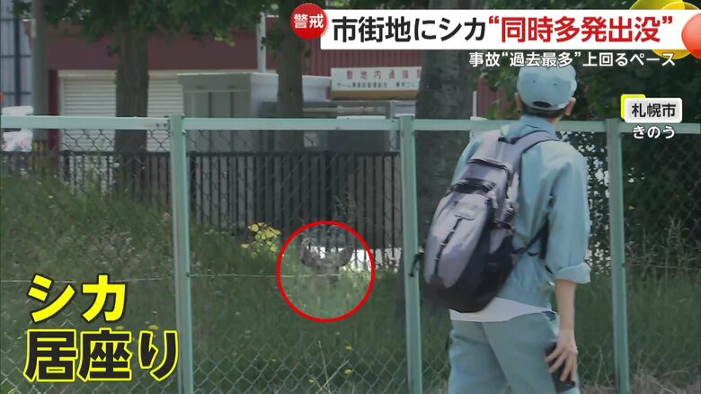 札幌市内の街中で同時多発的に出没しているシカ（1日、北海道・札幌市）