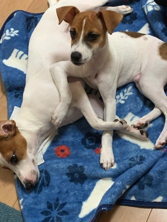 提供：あずもなさん