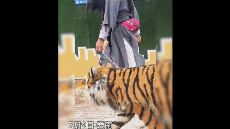 トラ柄に染められた犬（中国SNSより）