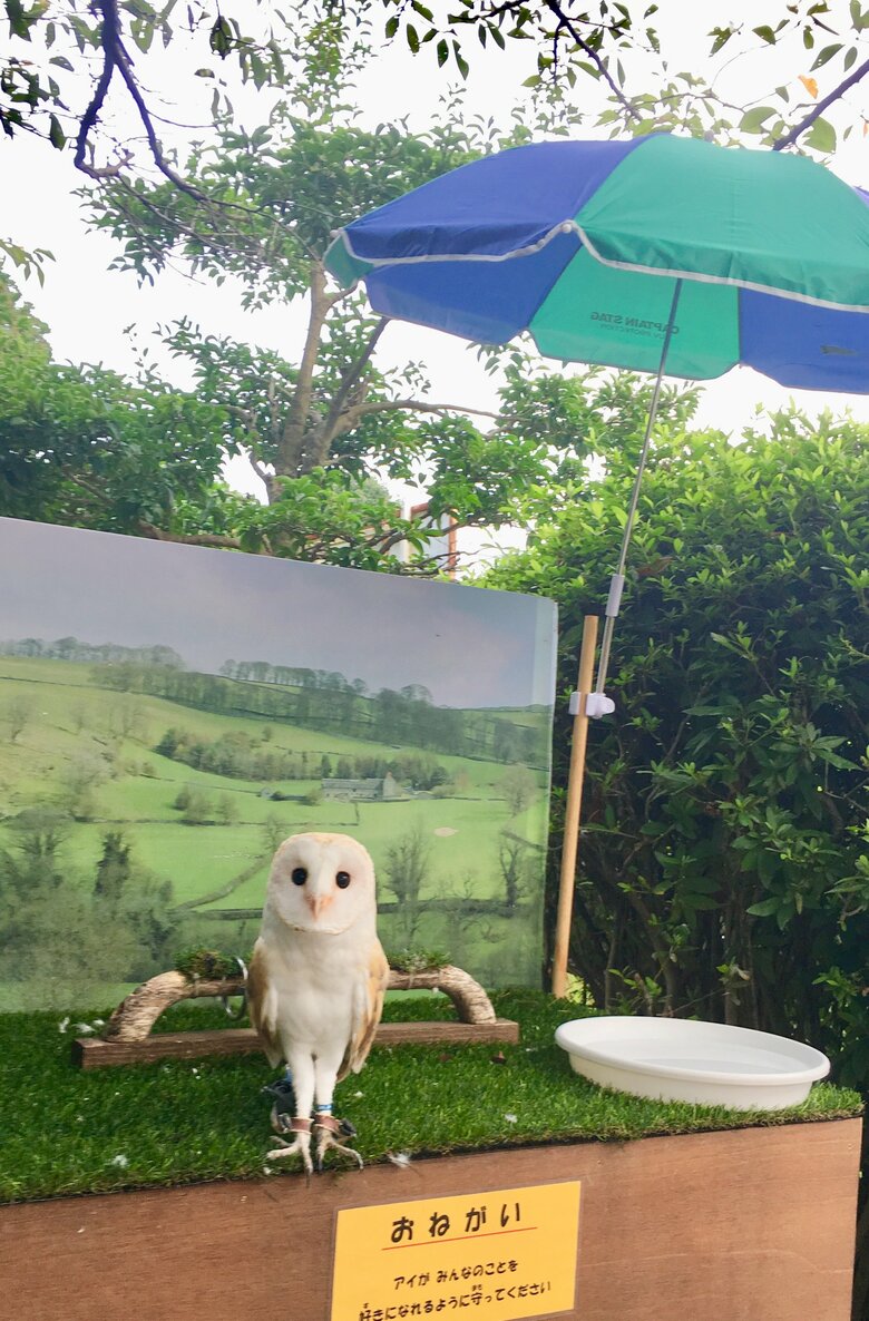 夏は日除けがつくアイちゃん