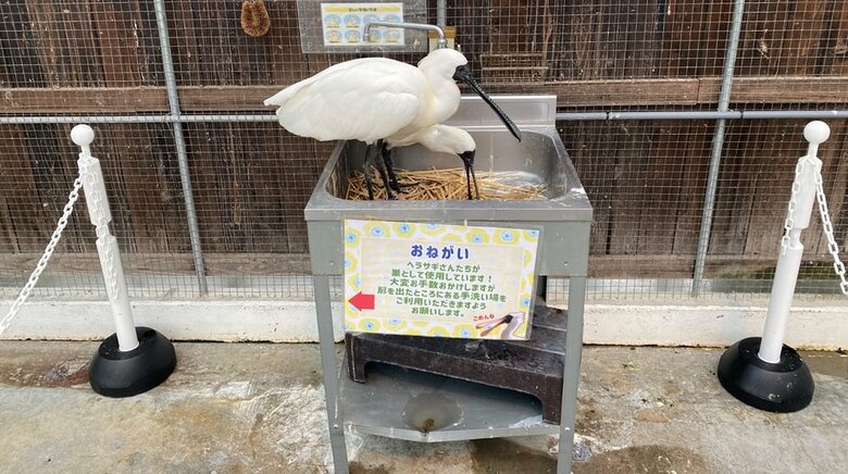 （提供：掛川花鳥園）