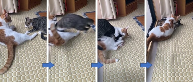 普段のプロレスごっこの様子　大三くんから仕掛けるもわさびくんに負ける