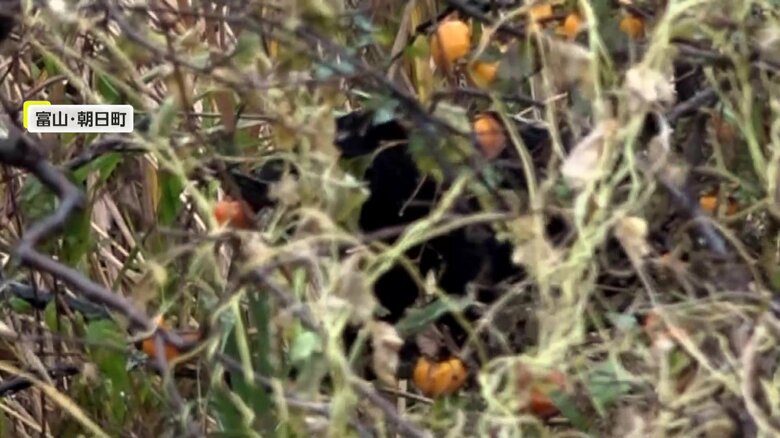 木の上で柿を食べるクマ