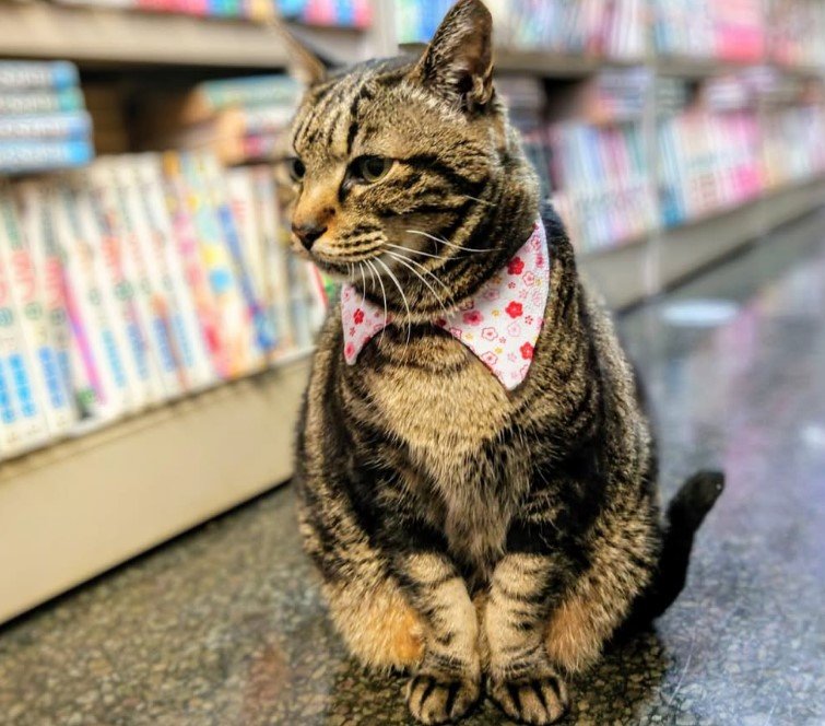 女王様タイプだという、ココアちゃん