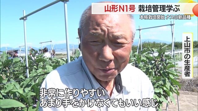 手間をかけずにおいしいナスが作れることは生産者にとって魅力的