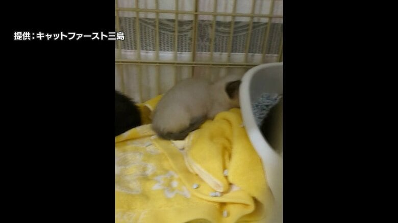 住宅前に捨てられたネコ