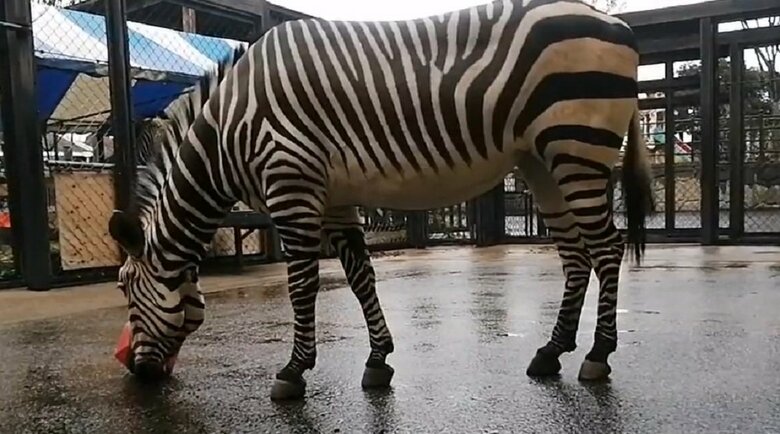 おなかの白い部分も毛だという（提供：福山市立動物園）