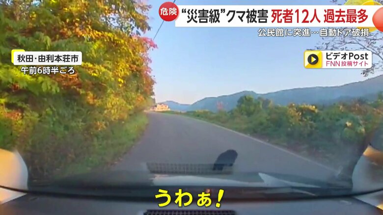 走行中の車の目に前に現れた親子とみられるクマの群れ④