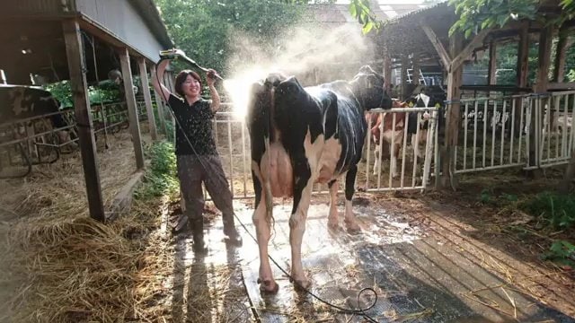 動物に関わる仕事をしたいと畜産系の大学に進んだ帆乃佳さん