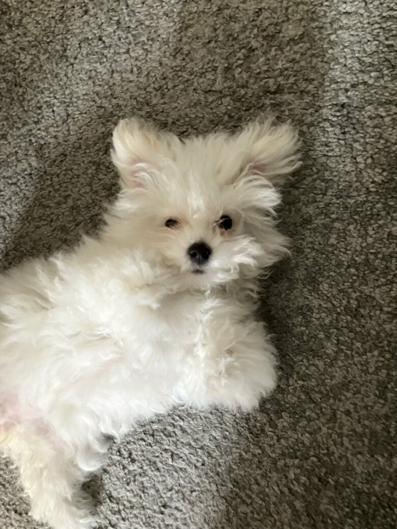 「抱っこして…」の顔（提供：白く、柔らかな犬さん）