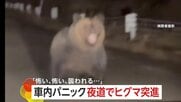 「怖い、怖い、襲われる」北海道2mのヒグマ車に突進「恐怖でギア入れられない」車内パニック　「人が出歩かない」秋田市は3連休も50件超の出没情報