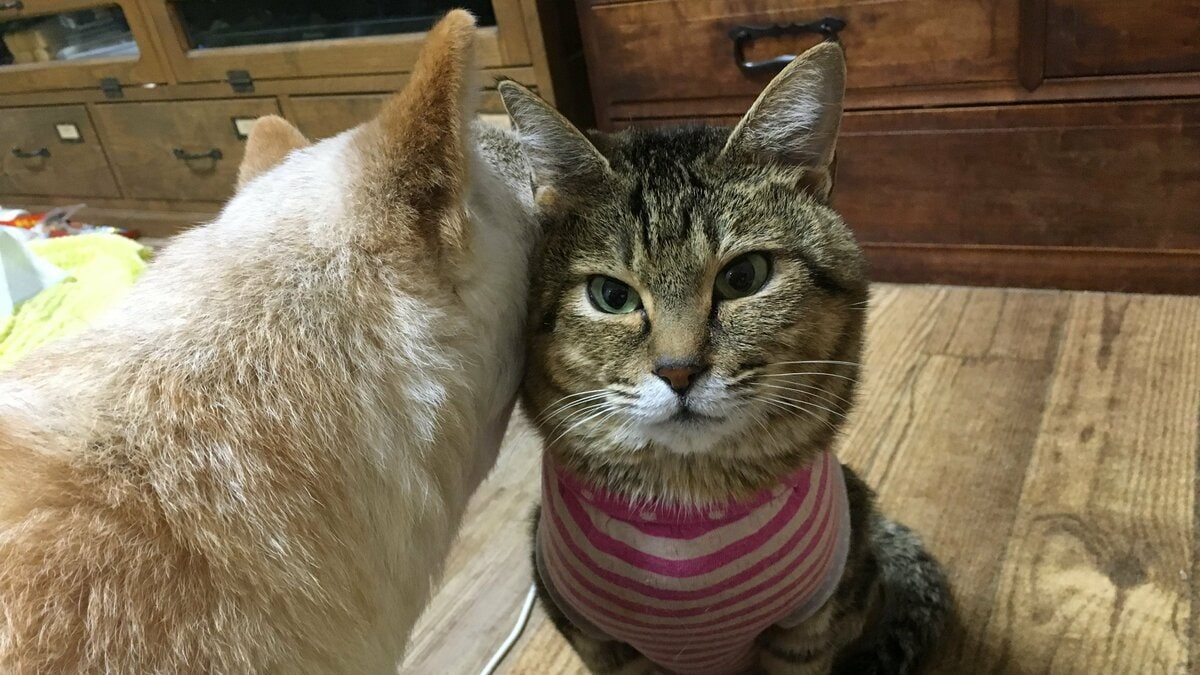 下半身不随の猫「らい」が“家族”に与える笑顔と幸せ。認知症の犬