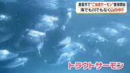 鹿屋市で「ご当地サーモン」養殖開始　海でも川でもなく山の中？