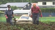 「川井赤しそ」収獲始まる　ＧＩ 地理的表示制度に登録　岩手県宮古市