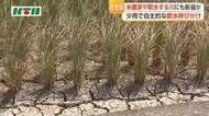 少雨の影響で米農家や川からの取水に影響が