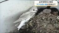 幸せ呼ぶ！？真っ白なツバメが永平寺町で見つかる　巣立ち後すぐに姿見えなく…「元気でいて」と住人男性　福井
