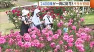 国営越後丘陵公園の“バラ”見頃に！約800種2400株が一斉に開花「華やか」「香りが素敵」新潟・長岡市