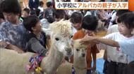 小学校に“アルパカ”の親子入学！「たくさん遊びたい」「お世話したい」飼育通じ命の大切さ学ぶ　新潟・見附市