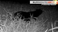 「家から出ないようにしている」富山市東黒牧熊野川沿いのAIカメラに成獣のクマ「目撃・痕跡相次ぐ 」