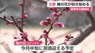 【立春】唐津市の鏡神社の梅が開花 【佐賀県】