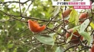 酒田市で柿の木に登るクマ目撃・親子とみられる3頭駆除…県内2例目の緊急銃猟　山形