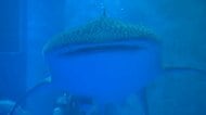 ジンベエザメが8カ月ぶりに帰る　能登半島地震で被災「のとじま水族館」のシンボル　石川県内で定置網に入った1頭