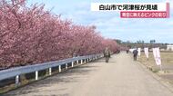 「河津桜」が見頃　あすにも満開　週末はライトアップも