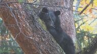 クマがホテル周辺に出没　麻酔で眠らせ捕獲　木の上にいるところを発見　体長約1.2メートル　長野・大町市