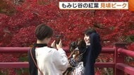 紅葉と光が織りなす絶景！弥彦公園・もみじ谷の紅葉が見頃迎える「素晴らしくて感動」 夜はライトアップで幻想的な景色に 新潟