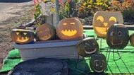 オバケもビックリ！？ハロウィーンのカボチャを食べたのはクマか？保育園児ショック＿念のため園内で過ごすことに＿近くの住宅ではリンゴが食べられる被害も＜北海道枝幸町＞