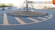 「どこから来たのか…」市街地に“イノシシ”出没で3人ケガ 猟友会が体長約1.3mのメス1頭を駆除 新潟市