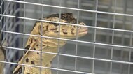 住宅街にトカゲ 警察出動 警棒使い...大捕物の結末