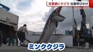 佐渡市に体長5mの“クジラ” 漁業関係者に注意呼びかけ【新潟】