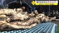 「変なもの掘り出した」役場に謎の電話　現場に向かうと…現れたのは“バケモノ自然薯”【宮城発】