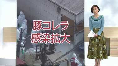 猛威ふるう豚コレラ 感染拡大なぜ止まらない?