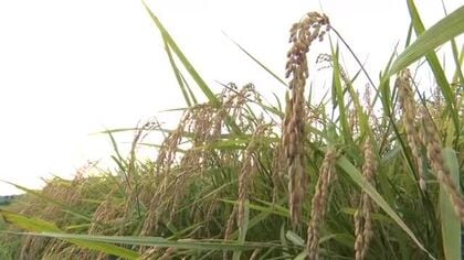 大雨前に急ぐ稲刈り　「晴れ間を見ながらやっていくしかない」　富山のコメ農家
