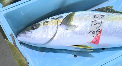 世界三大漁場・三陸の海に異変　なぜ？南の魚が大漁　マダイにイシダイ、コウイカ…「悪魔のサメ」も