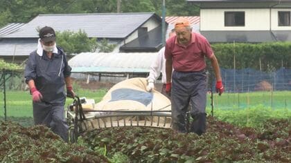 「川井赤しそ」収獲始まる　ＧＩ 地理的表示制度に登録　岩手県宮古市