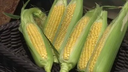 生でもガブッと！果物並みの甘さで人気…総社市特産「スイートコーン」初出荷　３万本収穫見込み【岡山】