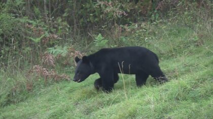専門家「致命傷防ぐためにヘルメット着用して」　クマは一撃で致命傷を与えようと“顔から上”を狙ってくる