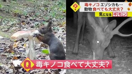毒キノコを食べるリス　SNSで話題の映像には続きが…エゾシカが“残り”をムシャムシャ　翌朝現れたリスはがっかり　
