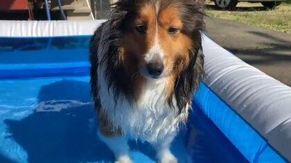 「全然楽しくない」初プールに“困り顔”の犬に哀愁を感じる…水が苦手? 飼い主に聞いてみた